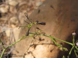 Image result for Commicarpus chinensis