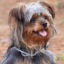 Here is a list of the best yorkie breeders in texas that have yorkie puppies for sale. 1 Yorkiepoo Puppies For Sale In Texas Uptown