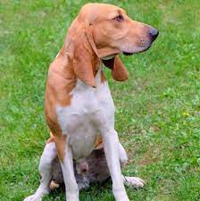 Schweizer Laufhund Breed Information Characteristics Heath Problems Dogzone Com