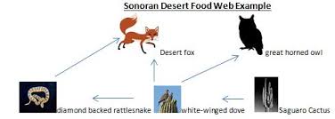 Sahara is an arabic word for desert. The Food Web Of The Sonoran Desert Science Class Study Com
