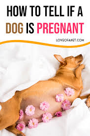 Pin On Dog Health Tips