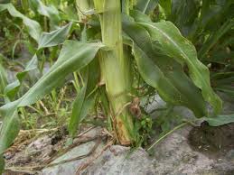 Https Xn Vekaa9723al3ljhe56ct2b03tfl0bur0a Xyz P 5107