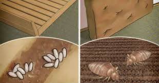 Si Vous Faites Votre Lit Immediatement En Vous Levant Les Draps Vont Pieger Des Millions D Acariens Qui Vivent Dans V Punaises De Lit Acariens Sain Et Naturel