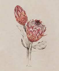 Juxtapoz Magazine The Works Of New Zealand S Kelly Thompson Protea Art Botanical Drawings Botanical Illustration