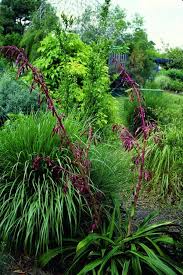 Image result for Beschorneria sp. (Biegel 5357)