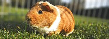 We did not find results for: Guinea Pig Enclosures Houses Setup Petsmart
