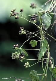 Image result for Jacquemontia paniculata