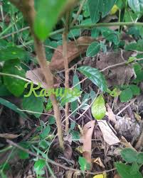 Image result for Turraea holstii