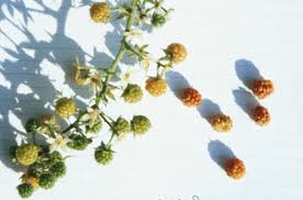 Image result for Rinorea brachypetala