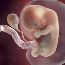 Maybe you would like to learn more about one of these? 8 Weeks Pregnant Symptoms Belly Pictures More Babycenter