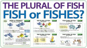 The Plural Of Fish Fish Or Fishes Youtube
