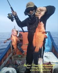 Cara pertama untuk memancing ikan kakap putih anda harus mengetahui dimana sarang ikan kakap putih banyak dijumpai. Safariwisata Author At Safari Wisata International