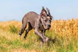 Dogs all motors for sale property jobs services community pets. Great Dane Temperament What S It Like Owning One Embora Pets