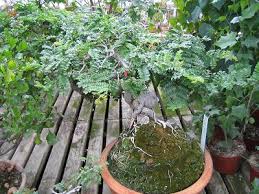 Image result for Schotia afra