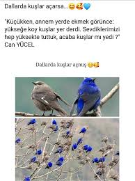 Bir Nur Kose Adli Kullanicinin Guzel Sozler Panosundaki Pin Kus Deri