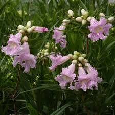 Willows and specifically hybrid poplar have the ability to take up harmful waste products and lock them away in their woody stems. Paradise Desert Willow Chilopsis Linearis Paradise High Country Gardens