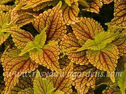 Image result for Coleus zombensis