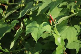 Image result for Ipomoea hederifolia