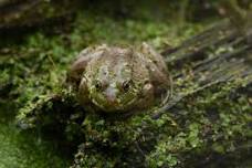 WonderKids: Frogs!