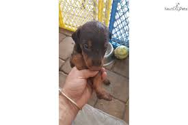It was bred in germany originally to hunt down vermin. Red Female Doberman Pinscher Puppy For Sale Near Orlando Florida 10d0cbe4 2c11