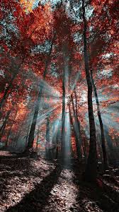 Wallpaper Iphone Autumn Iphone Wallpaper Landscape Nature Iphone Wallpaper Fall Wallpaper