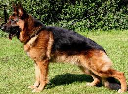 The Different Types Of German Shepherds Which One Should You Get German Shepherd World Types Of German Shepherd German Shepherd Facts Dog Breeds Medium