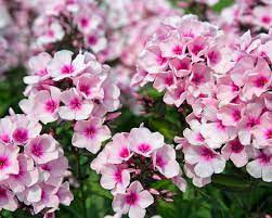 Nur in ausgewählten staudengärtnereien erhältlich. Phlox Flammenblumen Pflanzen Und Pflegen Mein Schoner Garten