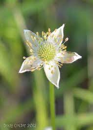 Thimbleweed Aka Tall Anemone Anemone Virginiana Family Buttercup Ranunculaceae Habitat Rocky Or Dry Open Plant Photography Colorful Flowers Anemone