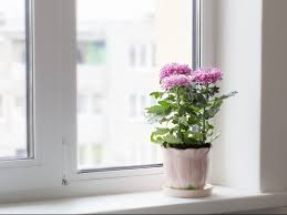 A heavy layer of fall mulch is appropriate chrysanthemum care in areas that experience winter freezing. Florist S Chrysanthemum Can A Houseplant Clean The Air Molekule Blog