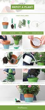 How To Repot A Plant Plants Indoor Vegetable Gardening Growing Food