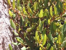 Image result for Rhoicissus digitata