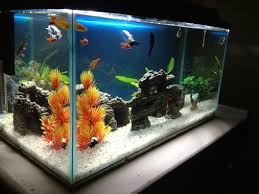 Choosing The Right Lighting According To Tank Size