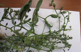 Check spelling or type a new query. Https Aggie Horticulture Tamu Edu Vegetable Files 2010 10 E 626 What Makes Tomato Leaves Twist Or Curl Pdf