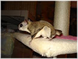 Their unique features have generated great interests from some humans but a majority of us wouldn't be looking to keep porcupines as pets. Janda Exotics Flying Squirrels As Pets Care And Information Flying Squirrel Flying Squirrel Pet Squirrel