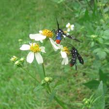 Image result for Bidens steppia