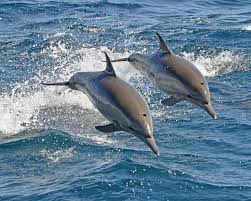 Dolphin Facts Pictures Britannica