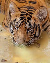 Discovery Shared A Photo On Instagram A Tiger Cooling Off Tigertuesday Photo Caption Ankit Bansod Ankit Bansod13 In 2021 Tiger Cats Of Instagram Cat Lovers
