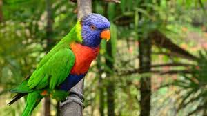 Guadeloupe is an archipelago and overseas department and region of france in the caribbean. Zoo De Martinique Habitation Latouche Ist Fur Touristen Sehr Interessant