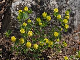Image result for Trifolium campestre