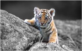 Tiger Baby Wallpaper Baby Tiger Cubs Wallpaper Baby Tiger Iphone Wallpaper Baby Tiger Wallpaper 3d Baby Tiger W Cute Tiger Cubs Tiger Pictures Cute Tigers