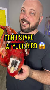 How to Bond with A Senegal Parrot