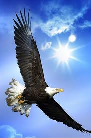 Birresimkaydet Saveanimage Barissenduran Resim Kaydet Save Image Picture Beautiful Nice Guzel Harika Won Eagle Pictures Eagle Wallpaper Bald Eagle