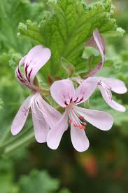 Image result for Pelargonium graveolens
