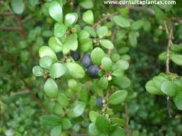 Image result for Myrsine africana