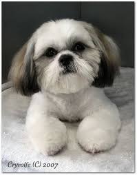 Shih Tzu Puppy Haircuts Bing Images Shih Tzu Grooming Shih Tzu Puppy Haircuts Shih Tzu Hair Styles