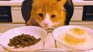 cat food vs homemade you