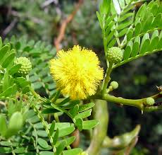 Image result for Acacia eriocarpa