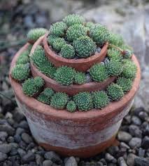 Pin Von Sowa Auf Garten Deko In 2020 Garten Pflanzen Sukkulenten