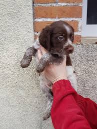 Chiot Elevage Du Paradis Des Anges Eleveur De Chiens Epagneul Breton