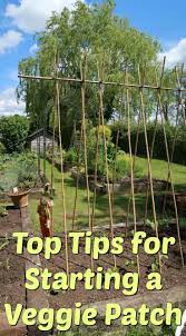 Use seeds and cuttings from other plants. How To Start A Veggie Patch For The First Time Craft Invaders